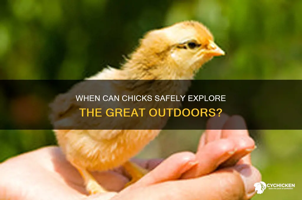 how old for chicks to go outside