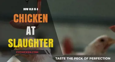 Understanding Chicken Slaughter Age: A Comprehensive Guide to Poultry Processing