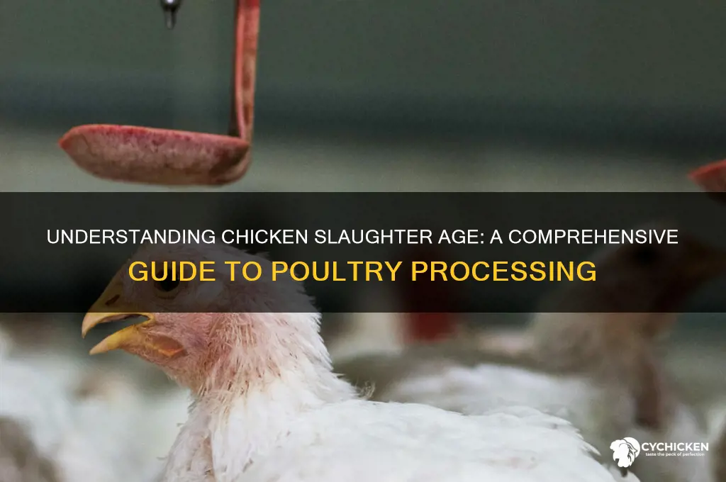 how old is a chicken at slaughter