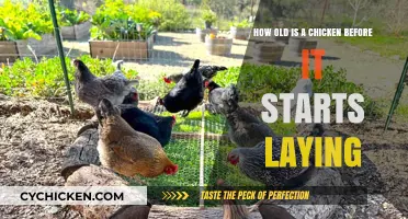 When Do Chickens Start Laying Eggs?