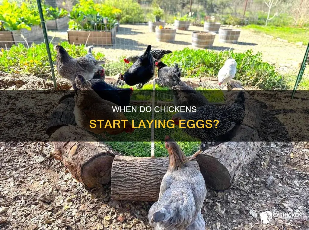 how old is a chicken before it starts laying