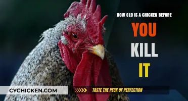The Ethical Question: Age of Chickens at Slaughter