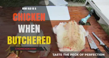 Understanding the Age of Chickens at Butchering: A Comprehensive Guide