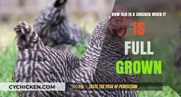 Understanding a Chicken's Growth: From Hatchling to Full Grown