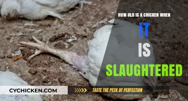The Right Age for Chicken Slaughter