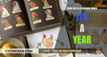 When Chickens Celebrate Their First Birthday