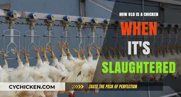 The Right Age for Chicken Slaughter