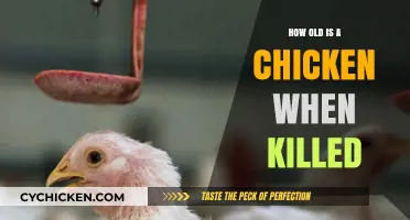 Understanding the Age of Chickens at Slaughter: A Comprehensive Guide