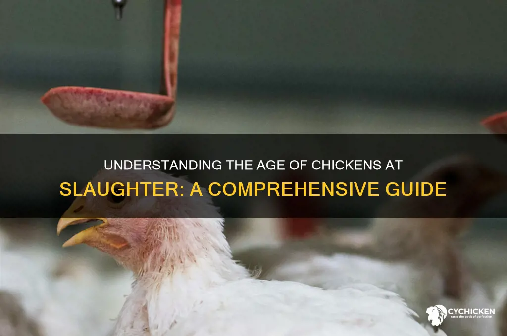 how old is a chicken when killed
