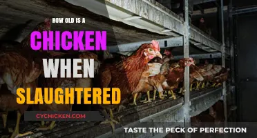 Understanding the Age of Chickens at Slaughter: A Comprehensive Guide