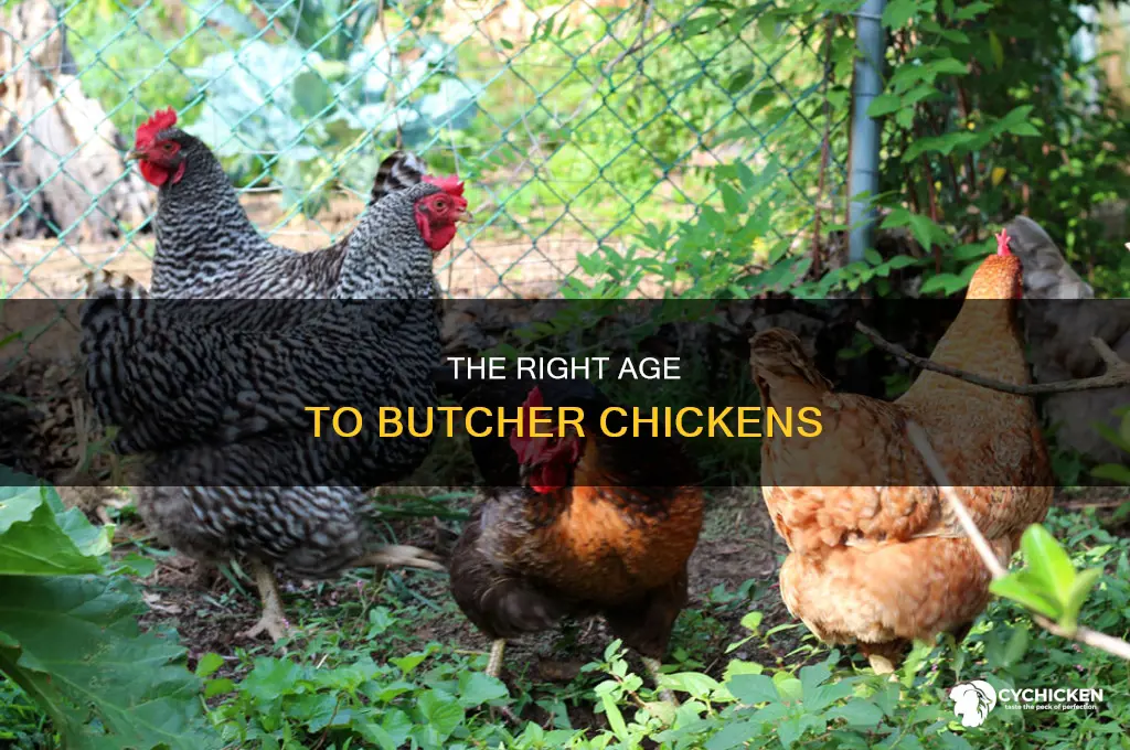 how old is a chicken when they butcher