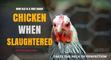 Free-Range Chickens: Age for Ethical Slaughter