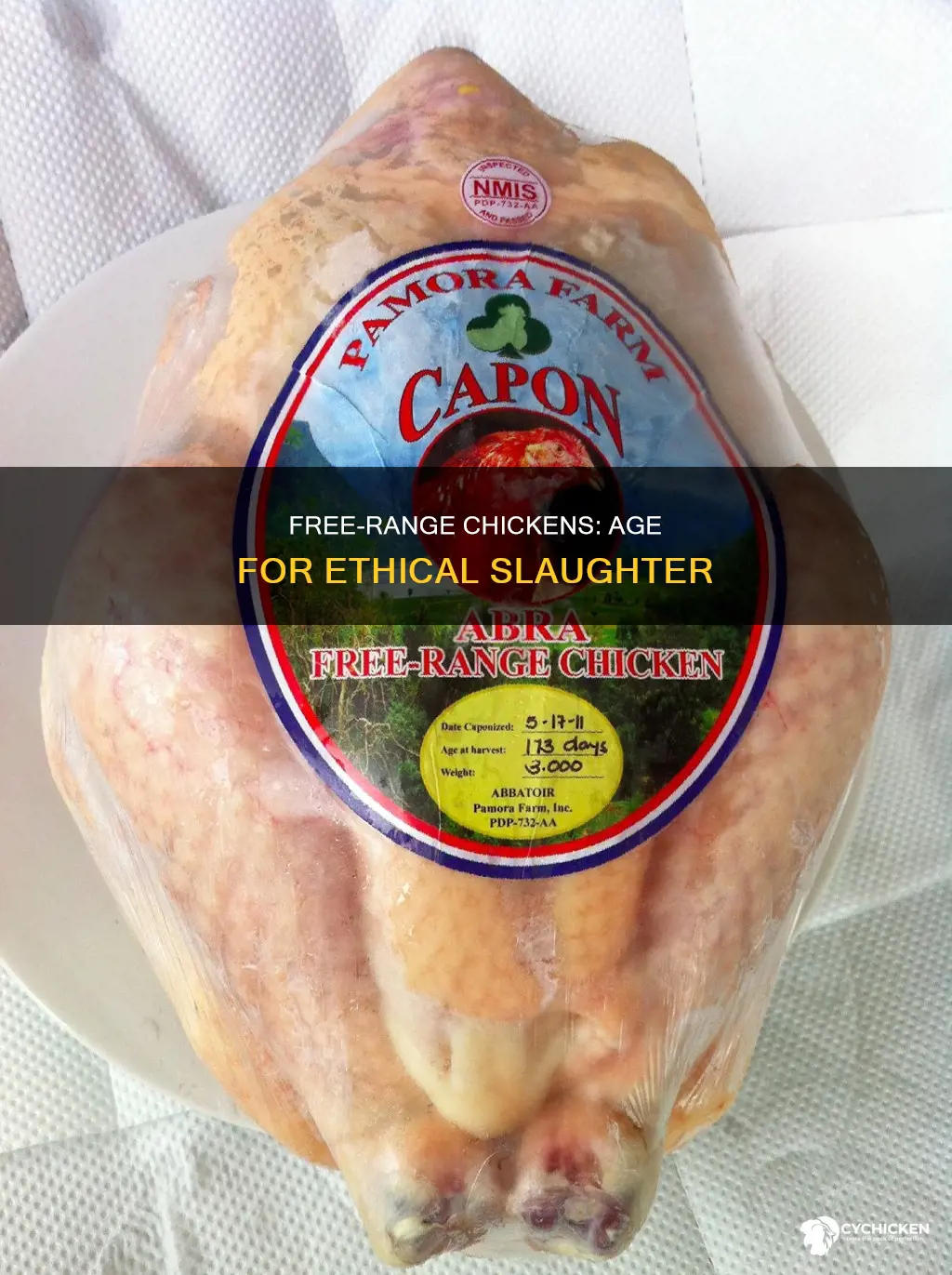 how old is a free range chicken when slaughtered
