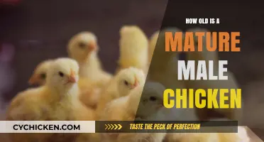 Understanding the Age of a Fully Mature Male Chicken