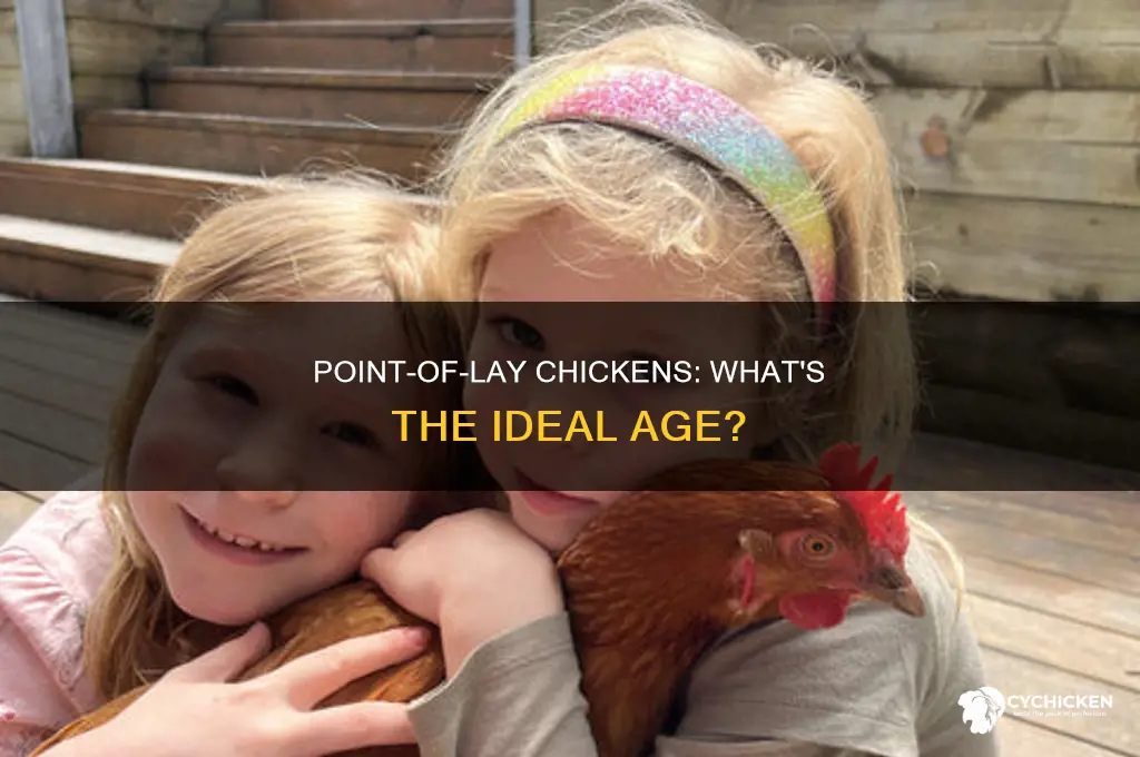 how old is a point of lay chicken
