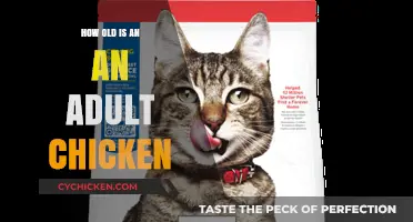 Understanding Chicken Maturity: When Does a Chicken Become an Adult?