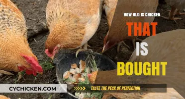 Understanding the Age of Store-Bought Chickens: A Consumer's Guide