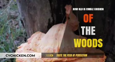 Edible Chicken of the Woods: How Long Do They Last?