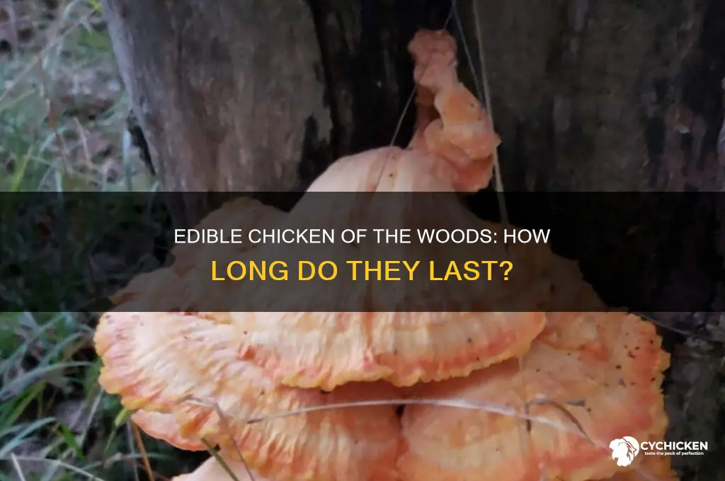 how old is edible chicken of the woods