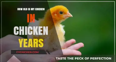 Your Chicken's Age: A Guide to Chicken Years