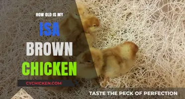Determining Your Isa Brown Chicken's Age: A Comprehensive Guide