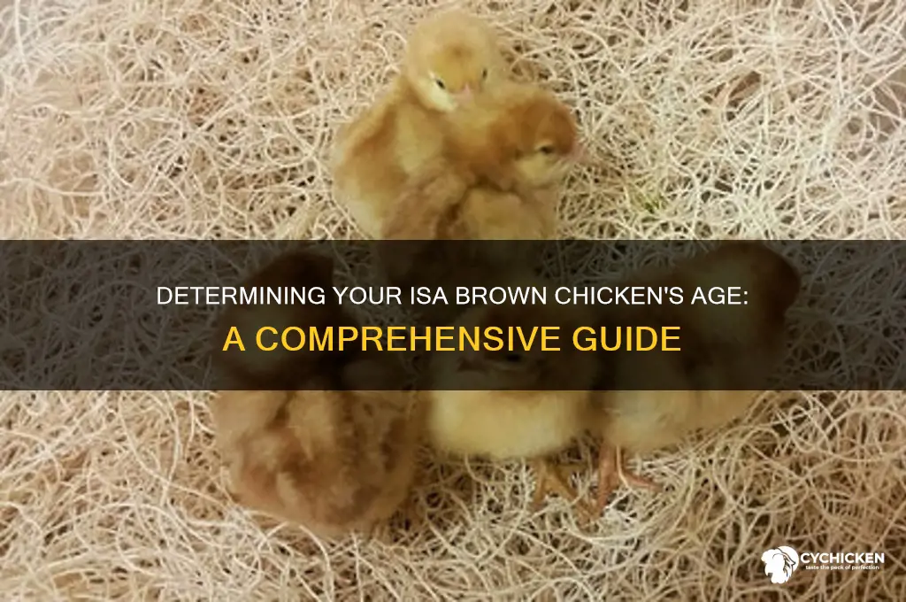 how old is my isa brown chicken