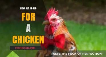 Understanding Chicken Lifespan: When Does a Chicken Become Old?