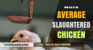 The Shocking Age of Chickens at Slaughter: Uncovering the Truth