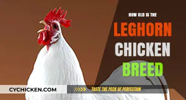 Discovering the Age and History of the Leghorn Chicken Breed