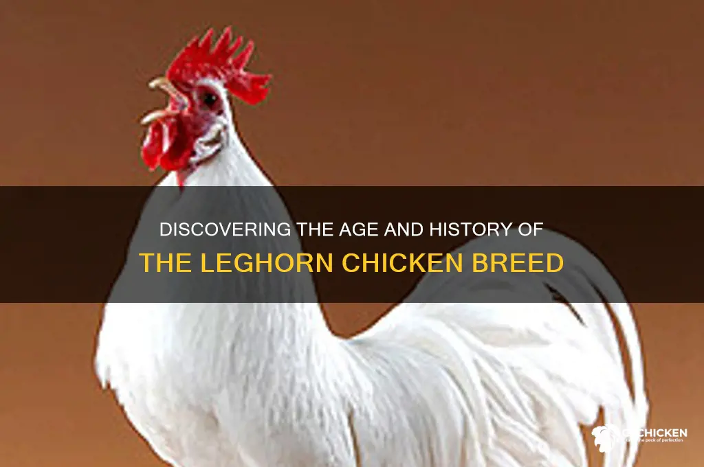 how old is the leghorn chicken breed