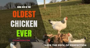 Unbelievable Age: Discovering the World's Oldest Chicken Ever Recorded