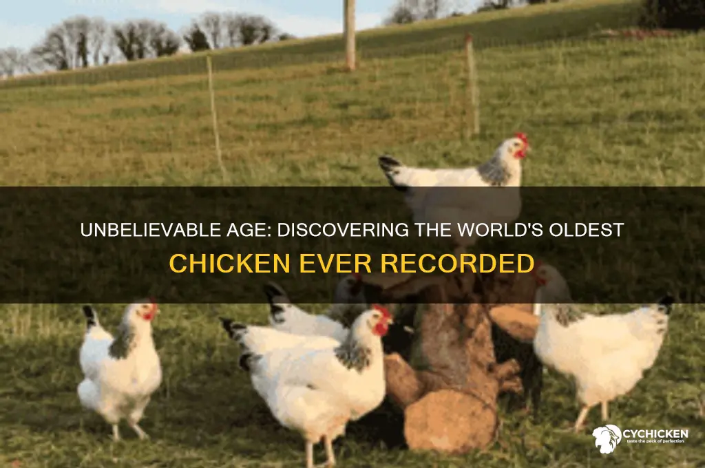 how old is the oldest chicken ever