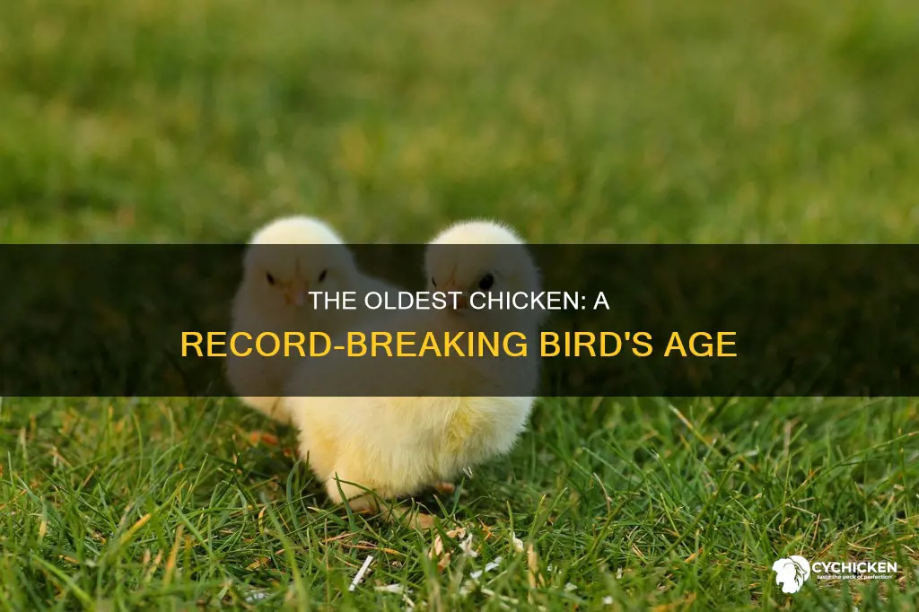 how old is the oldest chicken in the world