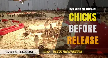 Optimal Age for Releasing Pheasant Chicks: A Comprehensive Guide