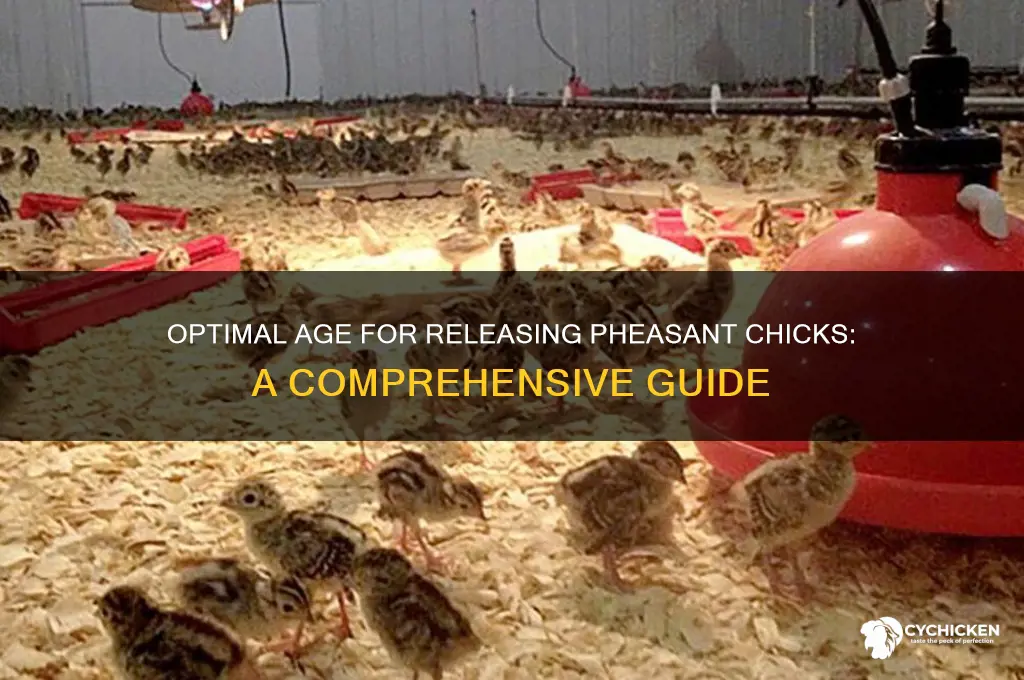 how old must pheasant chicks before release