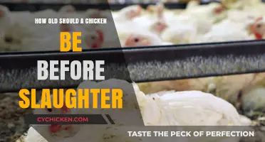 Ideal Age for Slaughter: Chicken Age and Meat Quality