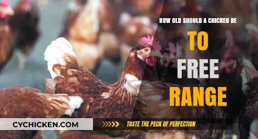 When Can Chickens Free Range?