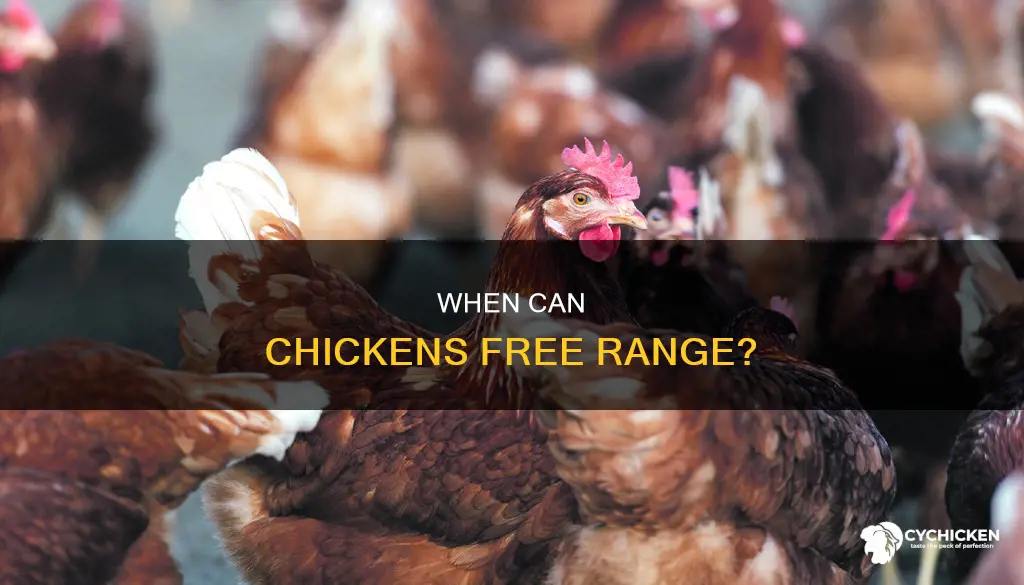 how old should a chicken be to free range