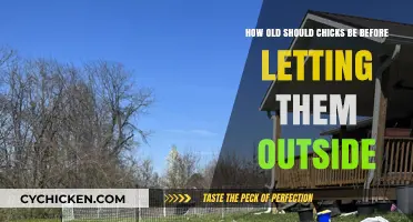 When to Let Your Chicks Out and About