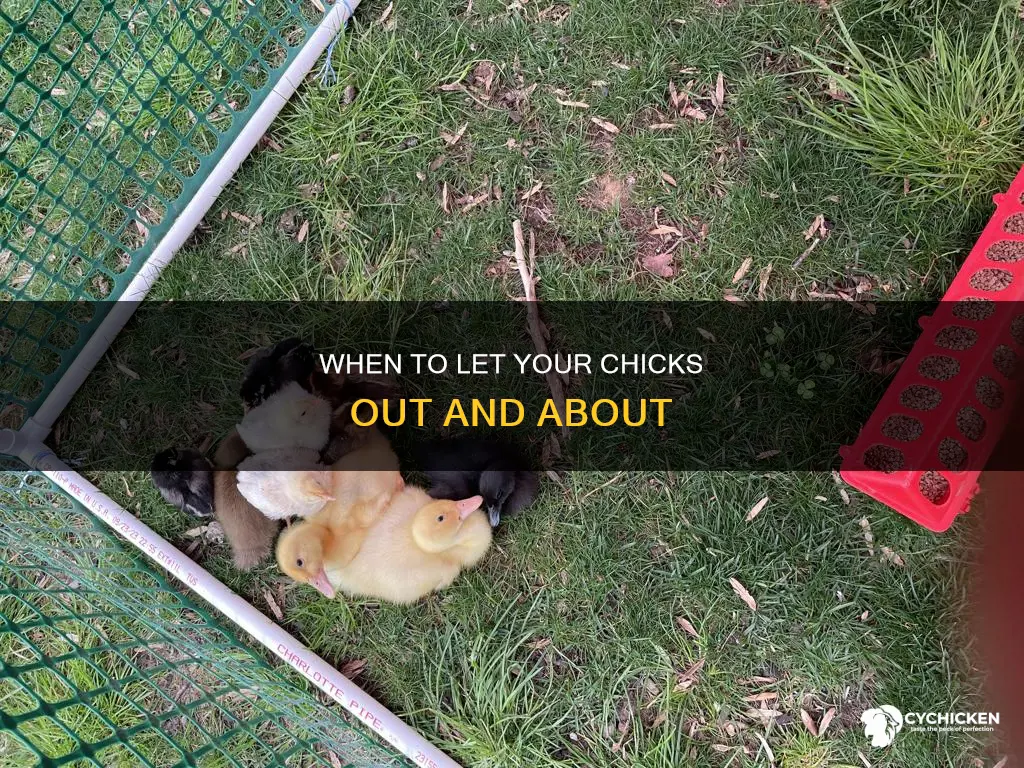 how old should chicks be before letting them outside