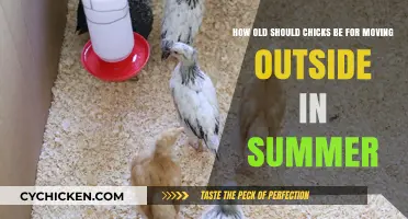 Moving Chicks Outside: The Perfect Summer Age