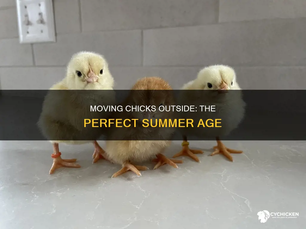 how old should chicks be for moving outside in summer