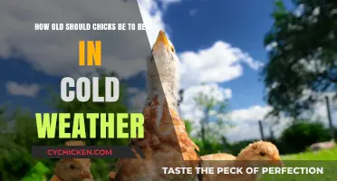 When Can Chicks Brave the Cold?