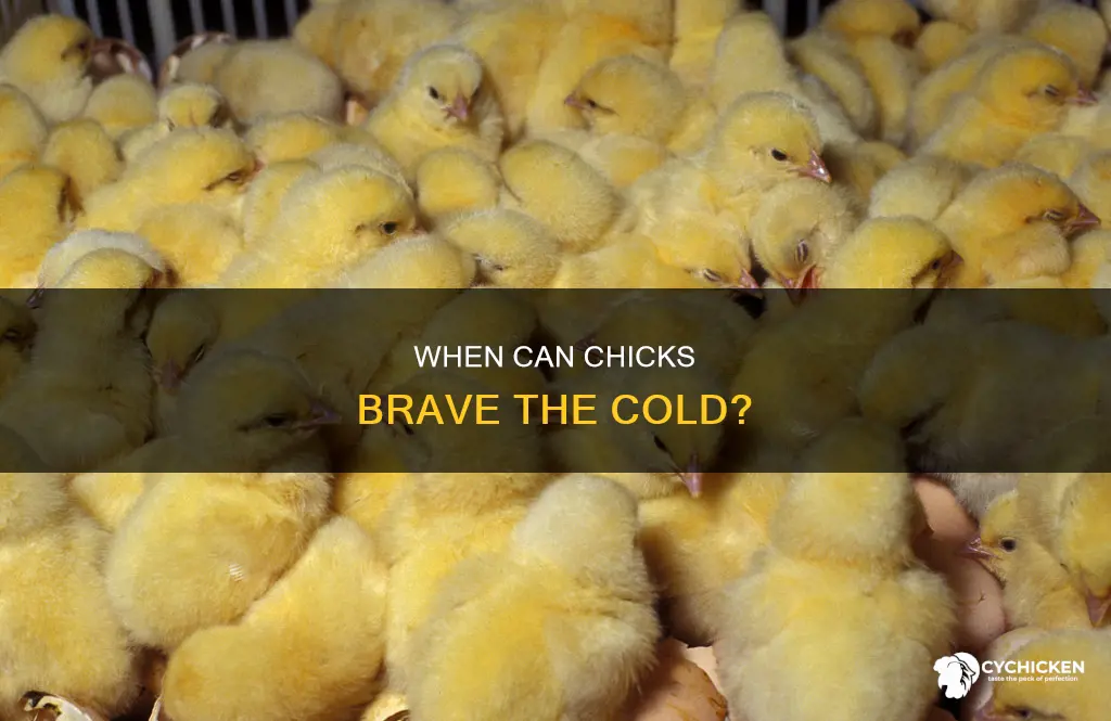 how old should chicks be to be in cold weather