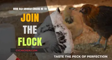 Integrating Chicks: Age for Joining the Flock
