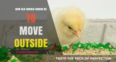 Moving Chicks Outside: The Right Age for a Healthy Transition
