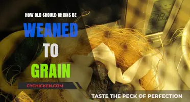 Weaning Chicks: Grain Introduction at the Right Age