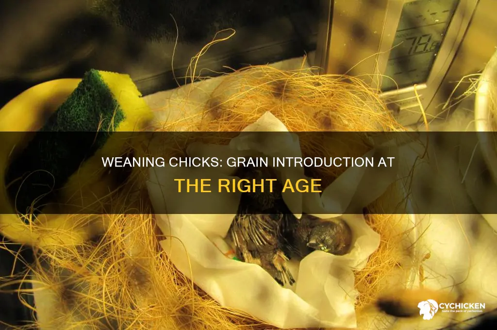 how old should chicks be weaned to grain