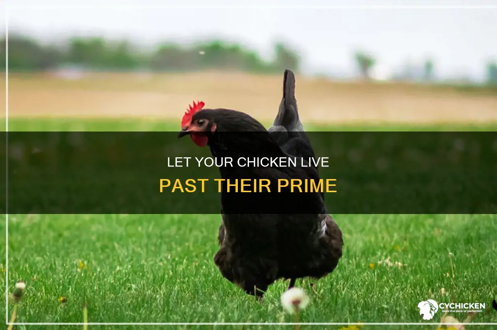 how old should i let my chicken live