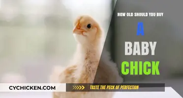 Choosing the Right Age: When to Buy a Baby Chick